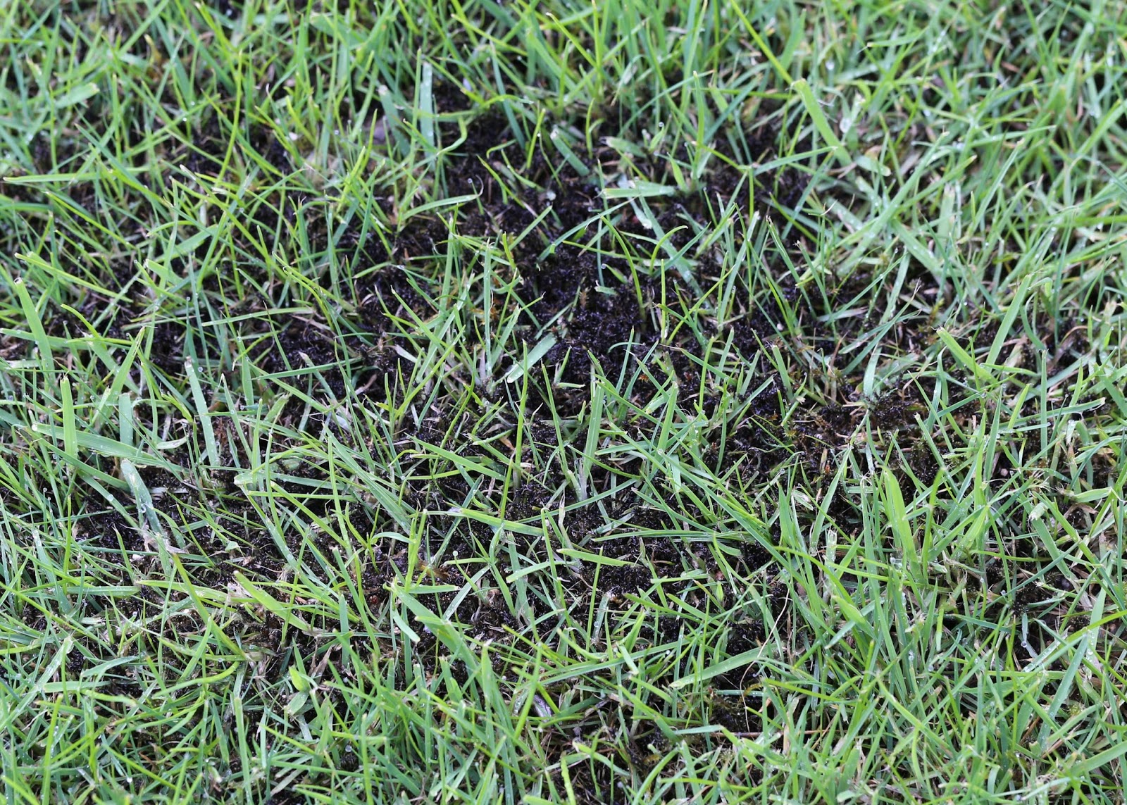 Winter Treatment Green Man Lawn Care