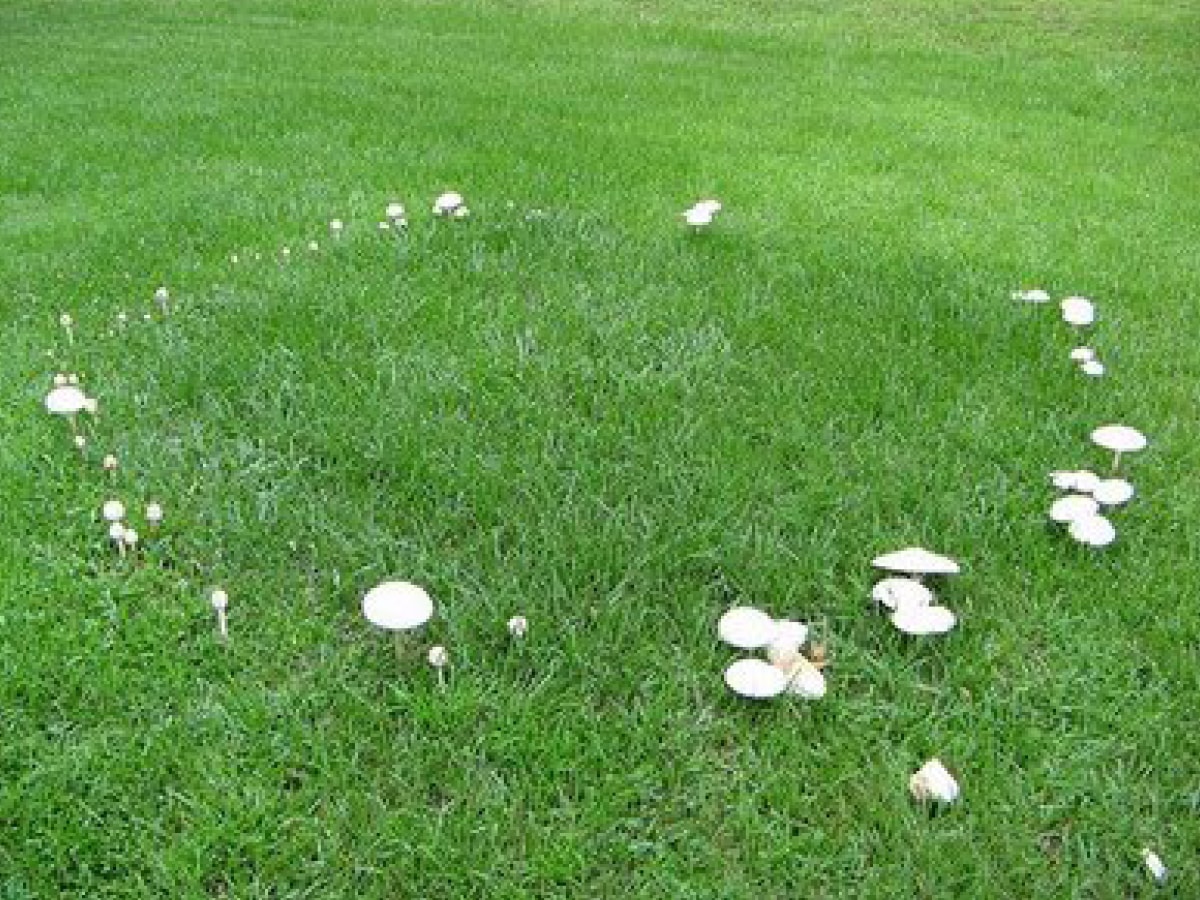 Fairy Ring Green Man Lawn Care