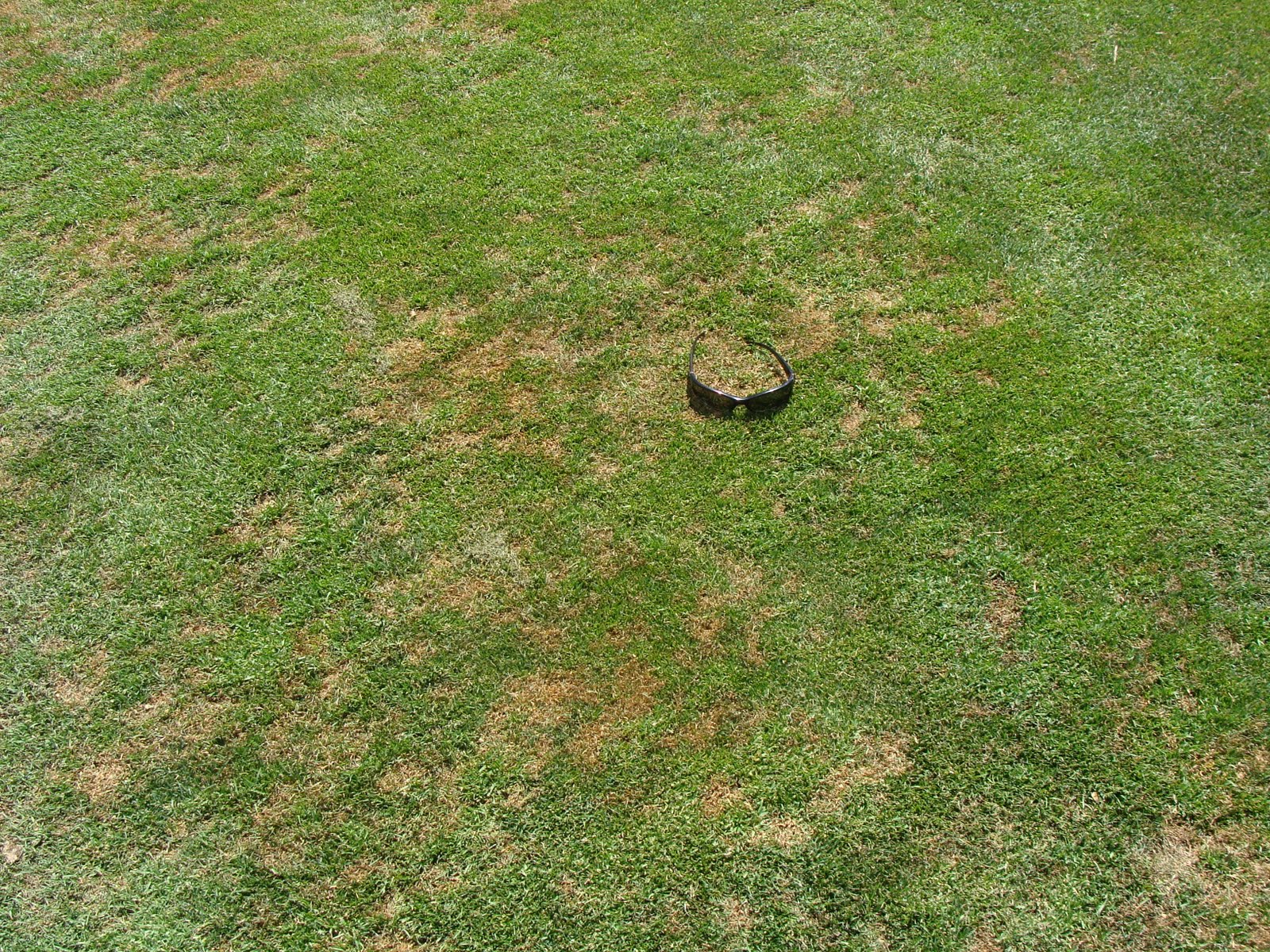 Fusarium Green Man Lawn Care