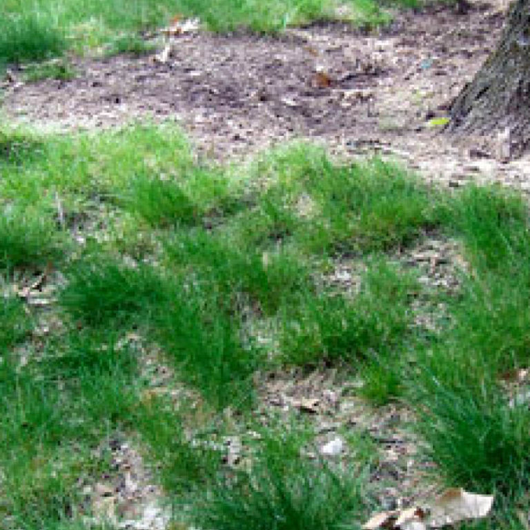 Sparse Growth Green Man Lawn Care