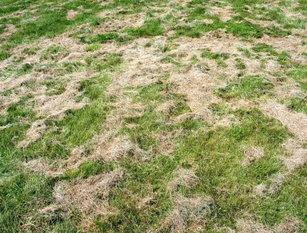 Lawn Mowing Green Man Lawn Care