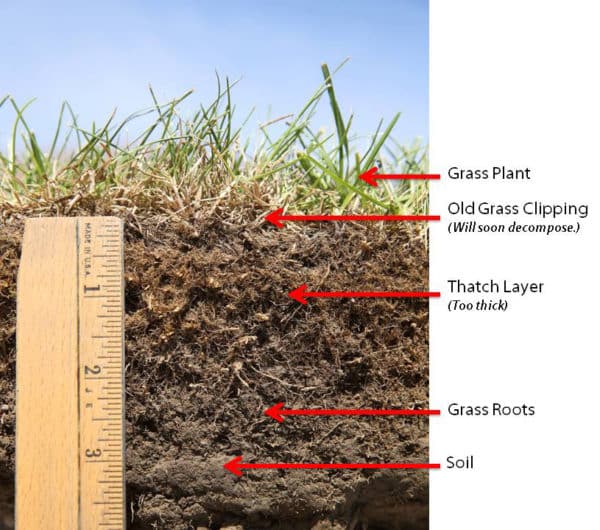 Thatch Green Man Lawn Care