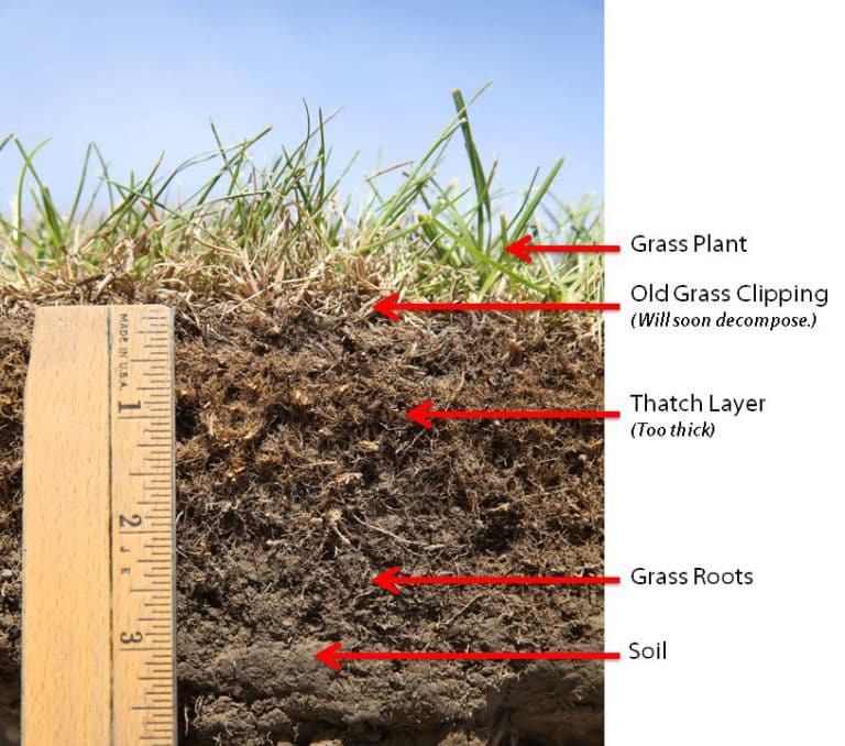 Thatch Green Man Lawn Care