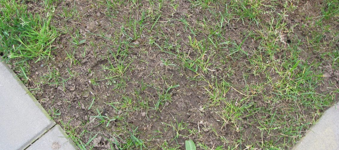 Leatherjackets Green Man Lawn Care