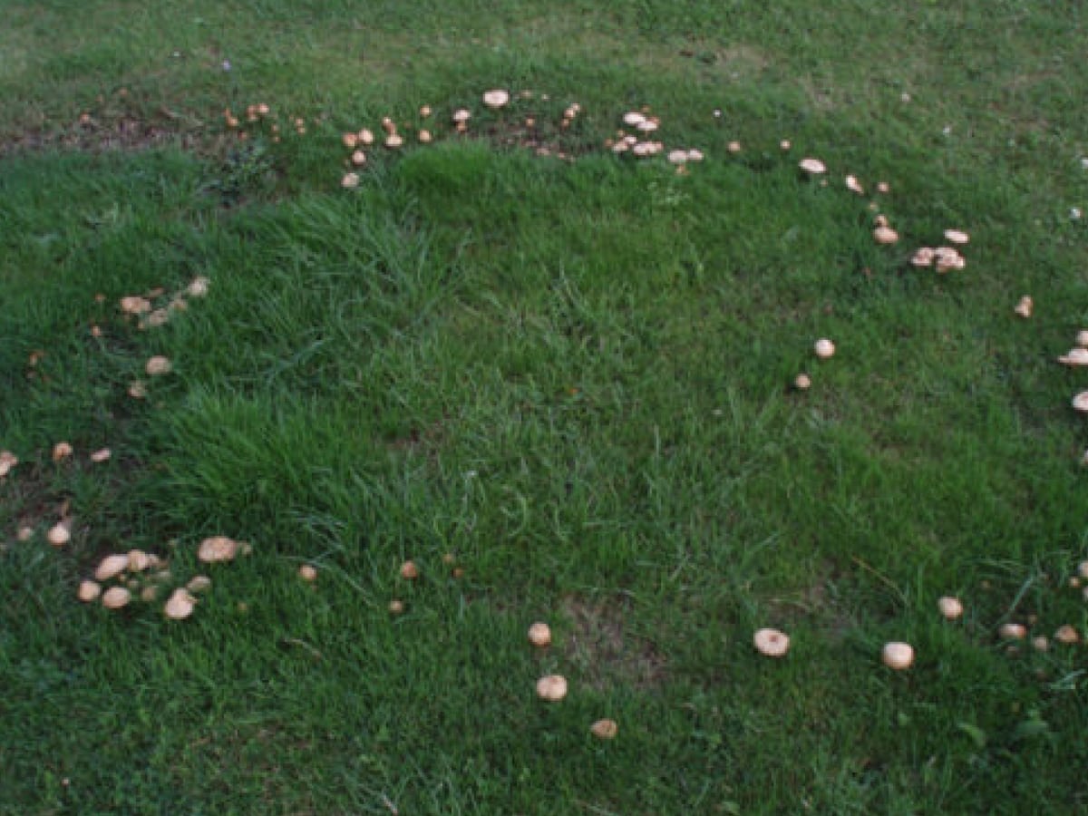 Fairy Ring Green Man Lawn Care